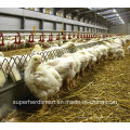 Automatic Poultry Farming Equipment for Breeder